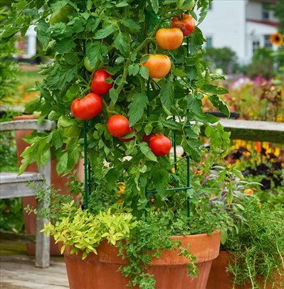 0040_20260111_1231_Heatmaster Tomato.jpg